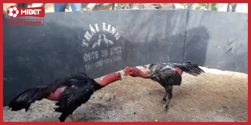 Giới thiệu các nền tảng cung cấp dịch vụ xem trực tiếp đá gà đòn