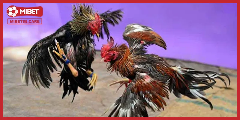 Hướng dẫn các bước truy cập xem trực tiếp đá gà đòn nhanh chóng