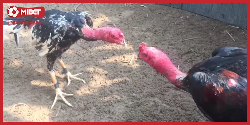 Hướng Dẫn Xem Trực Tiếp Đá Gà Đòn Tại Mibet