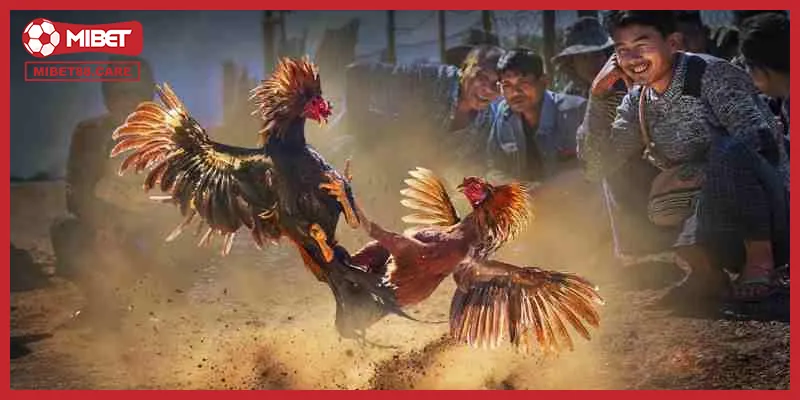 Kinh nghiệm và kỹ năng là yếu tố quan trọng để xem xét chiến kê nào sẽ chiến thắng