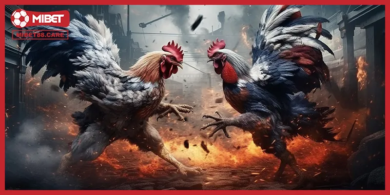 Những lưu ý người chơi cần biết khi xem trực tiếp các trận đấu đá gà