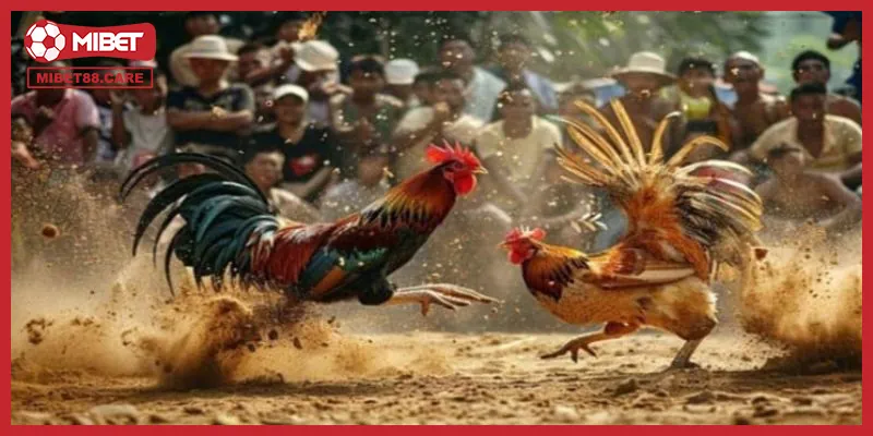 Những ưu điểm nổi bật chỉ trực tiếp đá gà đòn mới có